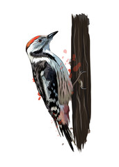 Woodpecker from a splash of watercolor, colored drawing, realistic. Vector illustration of paints - obrazy, fototapety, plakaty