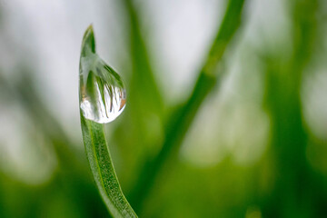 Green grass leaf close up with rain drops. High quality photo