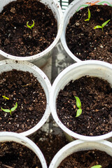 Young green tomato seedlings in a seedling tray, close-up view from above