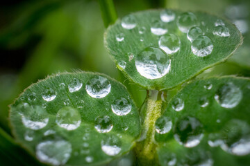 Green grass leaf close up with rain drops. High quality photo