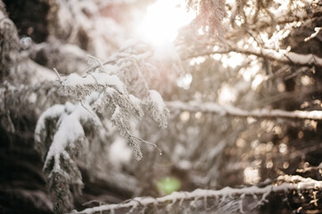 snow-covered branches