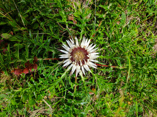 Top view on a Carlina acaulis silver thistle spotted in Europe