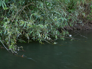 Water current carry weeping willow branches, tree branches hangs above river