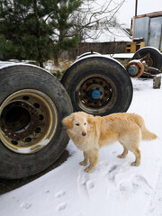 A white dog in the village near a truck with big wheels in winter. Natural background.