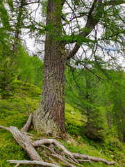 Fototapeta premium Larch tree in a forest in the canton of Ticino