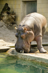 Naklejka premium Adult hippopotamus in the zoo near the water