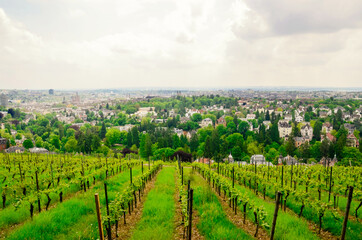 Fototapeta na wymiar Vineyard on a hill in Germany with panoramic city views