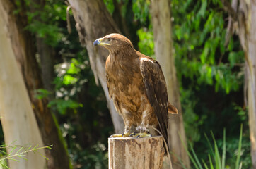 A brown eagle sits on a tree in the forest at the zoo.