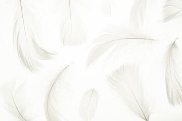 Feather pattern concept. Multicoloured pastel angel feather closeup texture on white background in...
