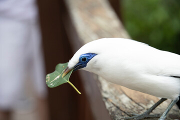 a white bird on the tree in the forest with leaf