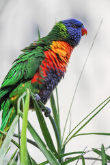 Exotic Rainbow Lorikeet Parrot / Colorful Bird 