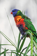 Exotic Rainbow Lorikeet Parrot / Colorful Bird 