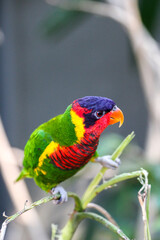 Exotic Rainbow Lorikeet Parrot / Colorful Bird 
