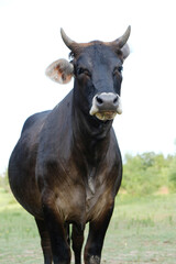 Bred cow shows black brahman crossbred with horns in vertical portrait during summer.