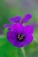 Obraz premium spring flower