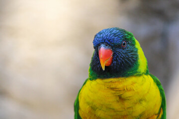 Exotic Rainbow Lorikeet Parrot / Colorful Bird 