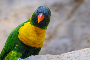 Exotic Rainbow Lorikeet Parrot / Colorful Bird 