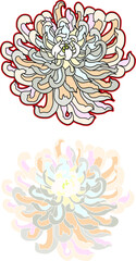 hand drawn chrysantheum flower isolate on white background.peony flower tattoo.tropical blossom.