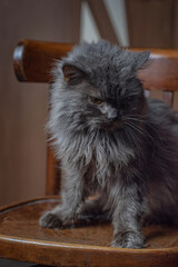Fototapeta premium A very fluffy black-gray cat sits on a chair.