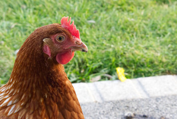 poule rousse en gros plan avec une crête bien rouge