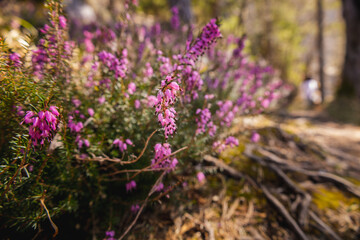 Erika Blumen in einer Felswand