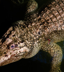 Albino alligator swimming in the water 