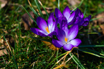 crocuses in the spring. the crocus bloomed. spring flowers in the park. beautiful purple flower. flowers macro