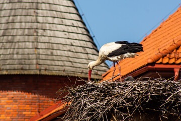 Wiosna w Tykocinie, Podlasie, Polska