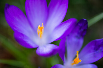 crocuses in the spring. the crocus bloomed. spring flowers in the park. beautiful purple flower. flowers macro