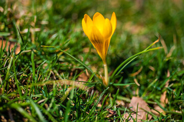 crocuses in the spring. the crocus bloomed. spring flowers in the park. beautiful purple flower. flowers macro