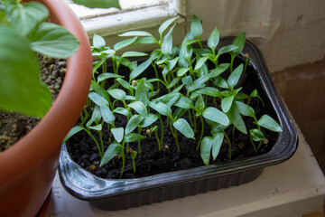 Young seedlings of peppers in a tray on the windowsill. Home gardening, hobby, ecological product, farm. Green sprouts