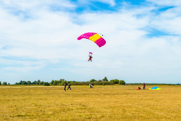 Obraz premium Paraglider landing on summer field. Skydiver landing on airfield