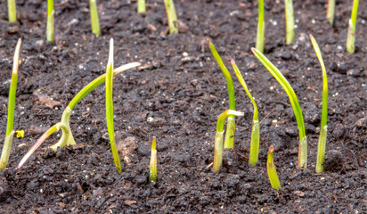 leaves of germinating young wheat from chernozem soil