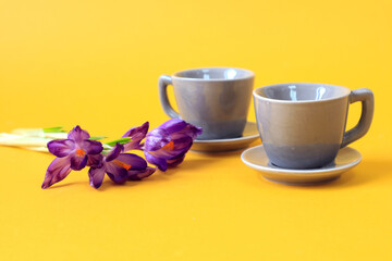 Two gray coffee cups with a bouquet of purple crocuses on a yellow background, space for text