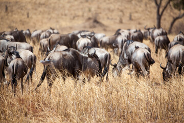 Wildebeest herd