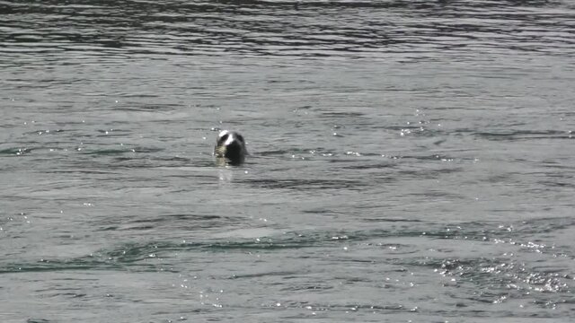 Sea Lion Swimming On The Flowing Stream Of Brouwersdam, Netherlands. - Medium Shot
