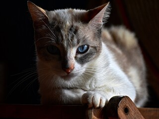 chat