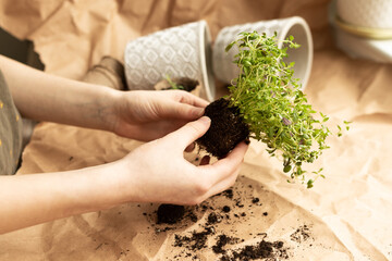 Planting or replanting plantings in the garden or at home. Seedlings of green thyme in the tubers of the earth in their hands, pots of concrete, gardening tools lie on kraft paper of natural color
