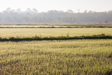 Scenic View Of Field Against Sky During Foggy Weather in morning time. Sunset