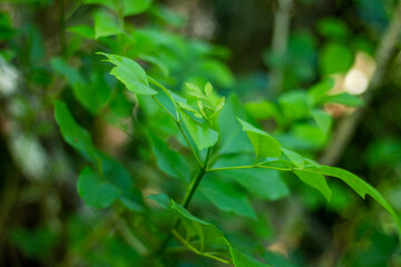 green leaves in the forest