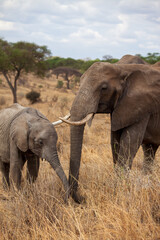 Fototapeta na wymiar Elephant and young
