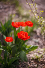 Red tulips close up, Nature spring season background, many greenery, flowers in sun rays, beautiful greeting card, Springtime good morning concept, bohemian retro style