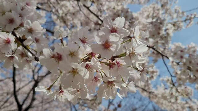 Cherry blossoms on branches swaying in the wind. Blue sky background. Spring mood. Beautiful flowers in nature.