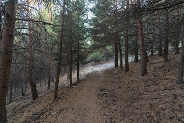 Fototapeta premium dirt road in the Sierra Nevada mountain