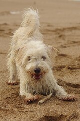 chien croisé bichon