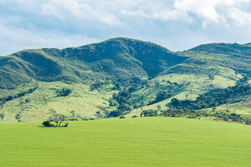 Fototapeta na wymiar Landscape of a farm field next to the hills, green field on a beautiful sunny day. Landscape of Minas Gerais state, MG, Brazil.