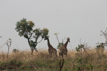 Beautiful African Wildlife 