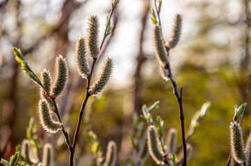Branch of pussy-willow tree with tiny fluffy blossom catkin in early spring in the back light of a sun on the blue sky background. Easter in tender colors