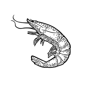 Shrimp isolated on white background. Vector black vintage engraving