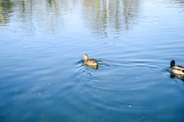 ducks in the water